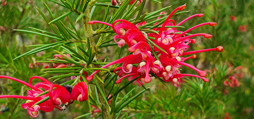 Grevillea 'Canberra Gem' Grevillea 'Canberra Gem'